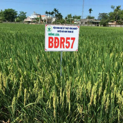 Giống lúa BĐR57