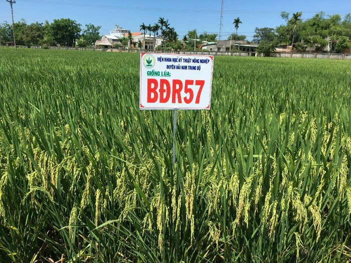 Giống lúa BĐR57