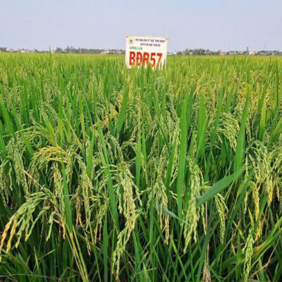 Giống lúa BĐR57