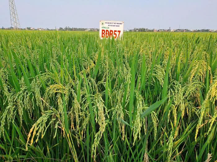 Giống lúa BĐR57