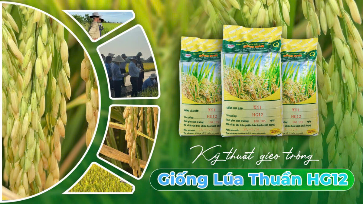 Giống lúa thuần HG12 Giống lúa thuần HG12