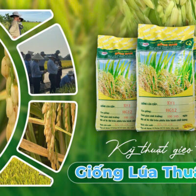 Giống lúa thuần HG12