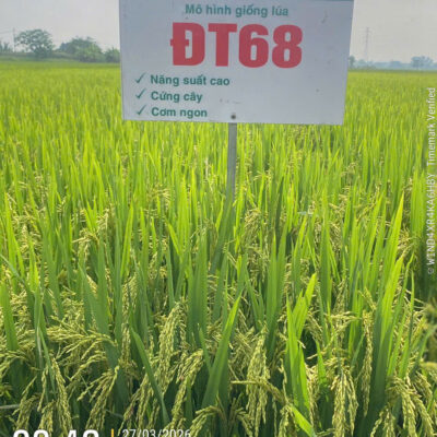 Giống lúa thuần chất lượng cao ĐT68