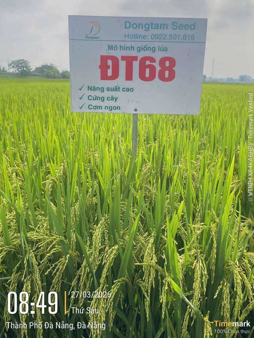 Giống lúa thuần chất lượng cao ĐT68