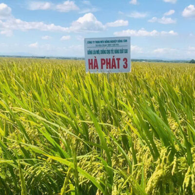 Hạt Giống lúa Hà Phát 3