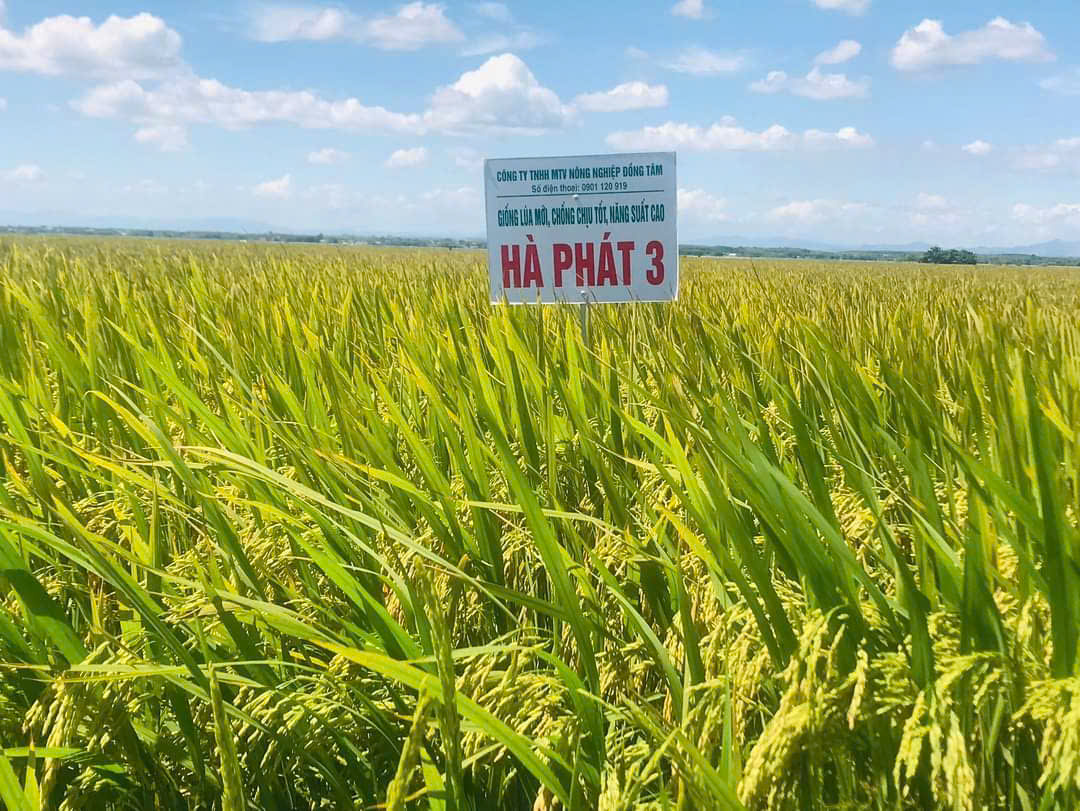 Hạt Giống lúa Hà Phát 3